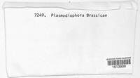Plasmodiophora brassicae image